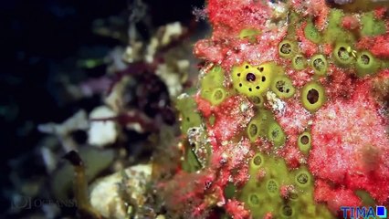 НОВОГОДНИЙ ЭПИК-ВЫПУСК! ЛУЧШАЯ ОТБОРКА ПРИКОЛОВ YouTube! Декабрь 2016