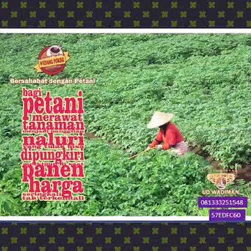 CallWA +6281-3332-5154-8 (T-Sel) Jual Wedang Powder, Jual Wedang Pokak, Jual Wedang Jahe Praktis,