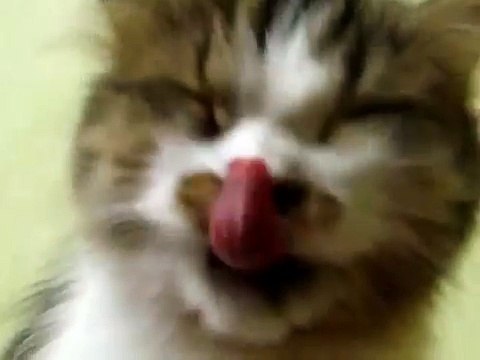 Кот прикольно чихает!!! Funny cat