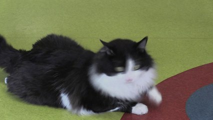 En Bulgarie, un chat "bionique" doté de pattes artificielles