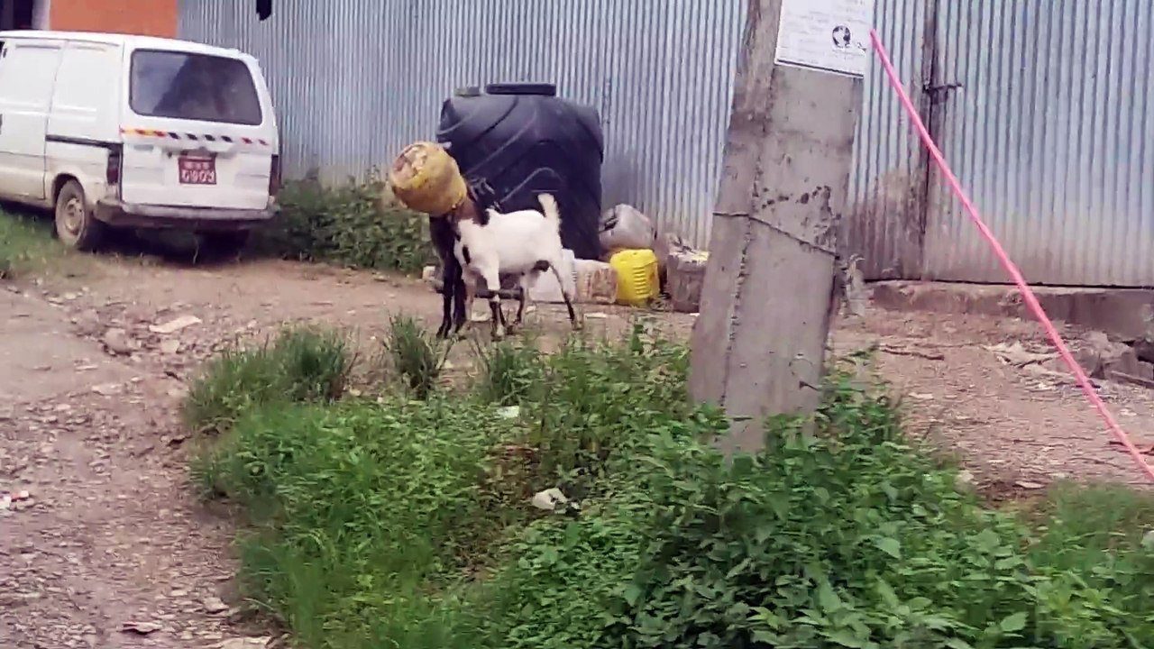 2 chèvres, un pot, tête coincée... Ahahah