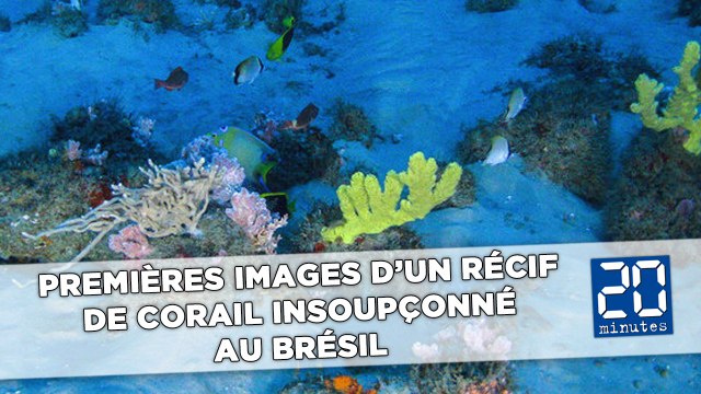 Premières images d’un récif de corail insoupçonné au Brésil