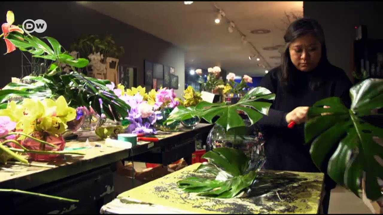 Revival der zimmerpflanze monstera | euromaxx