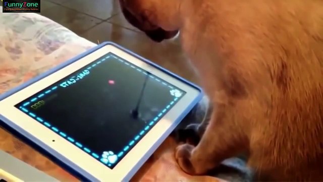 Кошки смешные Коты и кошки - прикольные видео