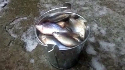 Улов на зимней рыбалке