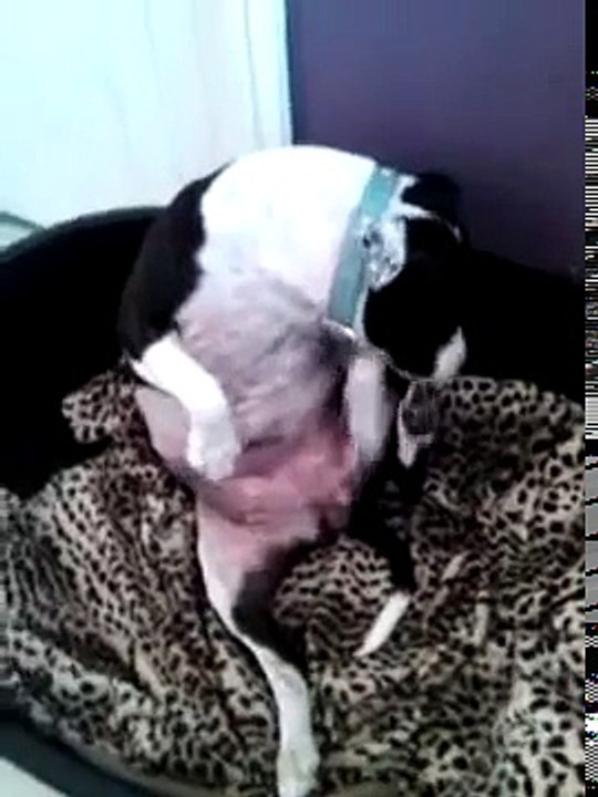 dog funny. Ржач