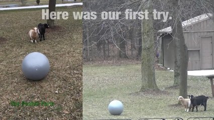 Fainting Goats vs Exercise Ball