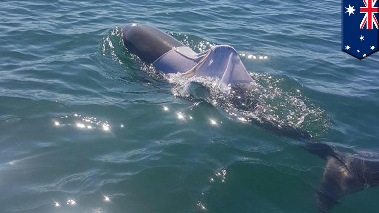 Did idiots dress this dolphin in a t-shirt? Seems likely