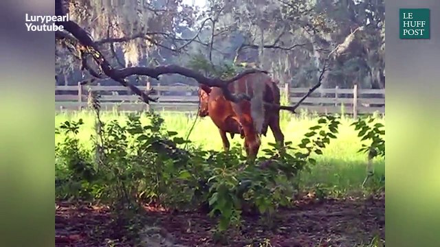 Ce fermier inventif a trouvé comment faire plaisir à ses vaches