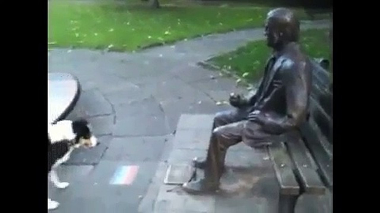 funny dog. Смешноей пес