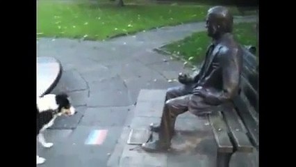 funny dog. Смешноей пес