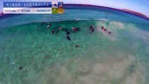 What happend with dolphins in the australian ocean