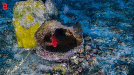 Un récif de corail plein de surprises filmé pour la première fois par Greenpeace