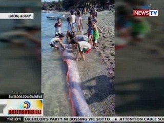 BT: Higanteng Oarfish, napadpad sa baybayin ng Libon, Albay