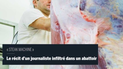 Infiltré dans un abattoir, un journaliste raconte la souffrance animale et humaine