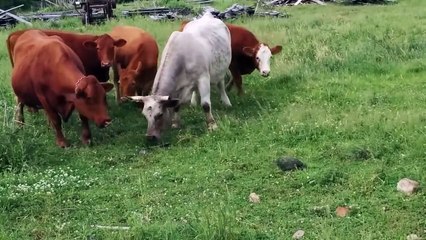 Des vaches sont effrayées par une tortue