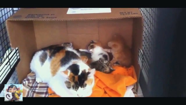 Супер подборка приколов с котами! Ржач!!! № 9