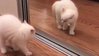 Voici un chat qui joue avec son reflet... dans le miroir