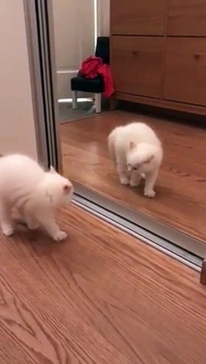 Voici un chat qui joue avec son reflet... dans le miroir