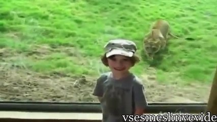 Самые лучшие приколы с животными