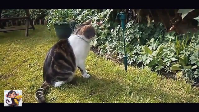 Супер подборка приколов с котами! Ржач!!! № 8