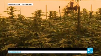 Florence: Welcome to Italy's military cannabis lab!
