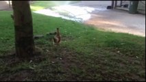 Curious chickens | Funny Video