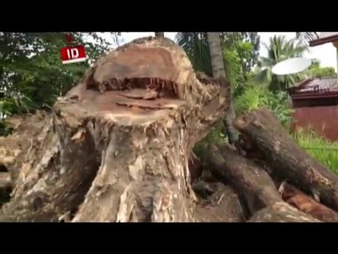 Pagputol ng mga puno sa Negros Occidental, ipapaimbestiga ng lokal na pamahalaan ng Binalbagan