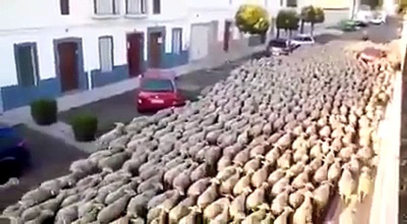 A horde of lambs following the leader