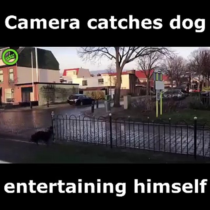 Camera catches dog entertaining himself