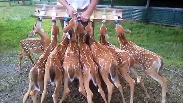 Le repas des petits faons