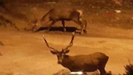 Denizli Aç Kalan Geyikler Şehire Indi