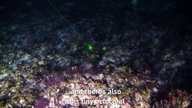 Le splendide récif de corail découvert en Amazonie déjà menacé