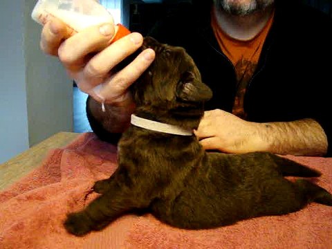 femelle blanche élevage de VALOYAN