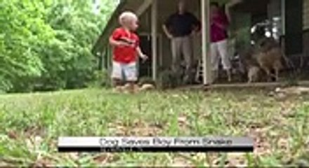 Dog Save Boy from Snake