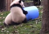 Panda yavruları oyun oynuyor