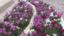 Antalya - Demre'de Ağaçlar Çiçek Açtı