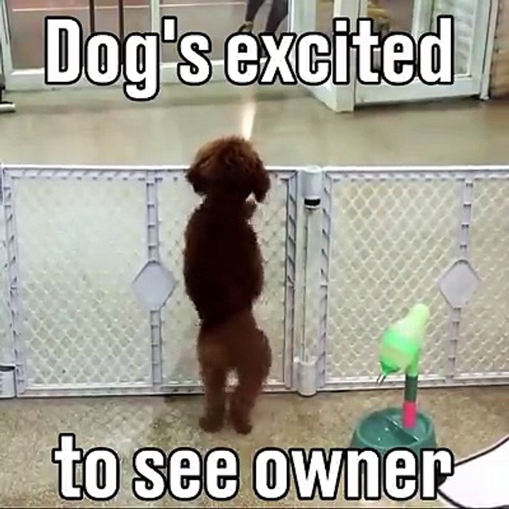 This dog excited to see owner