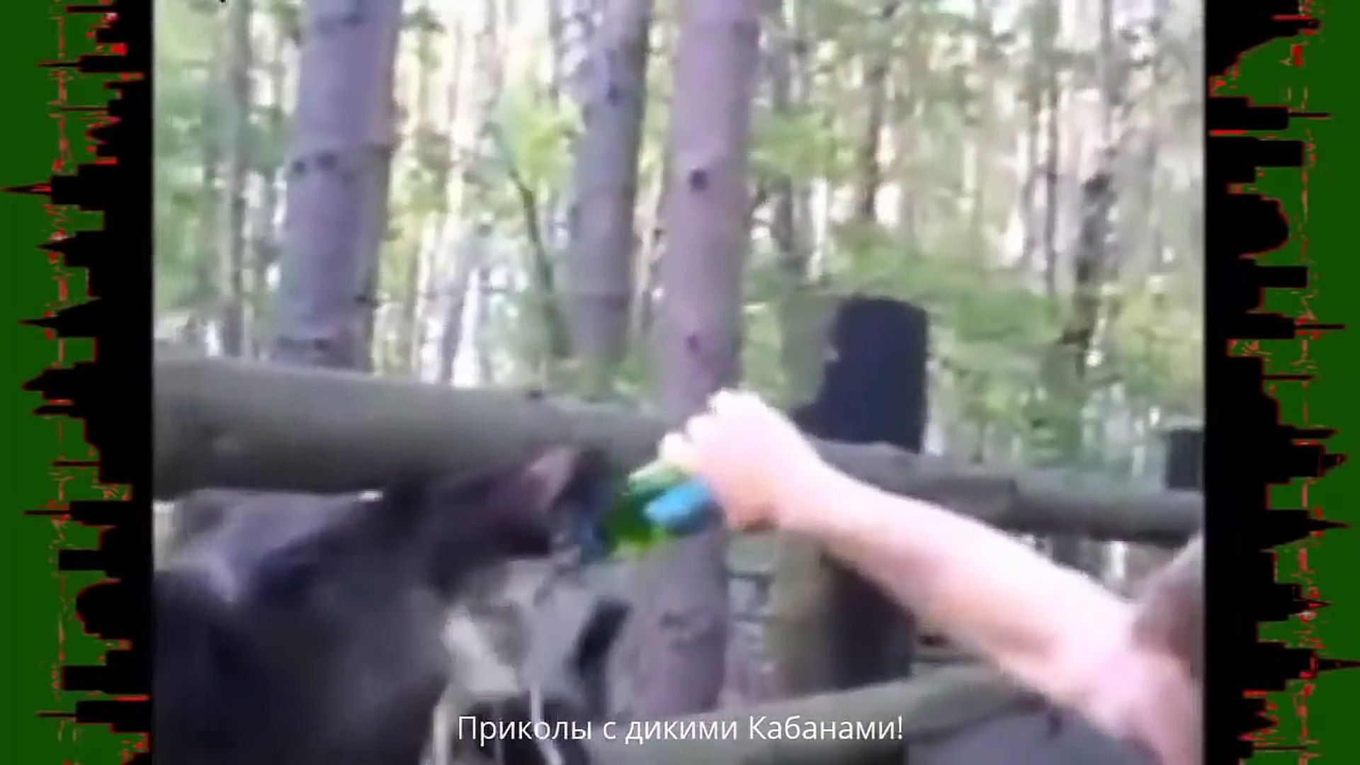 ⁣Дикие кабаны на охоте.