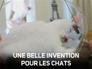 Trop mignon : la balançoire pour chat