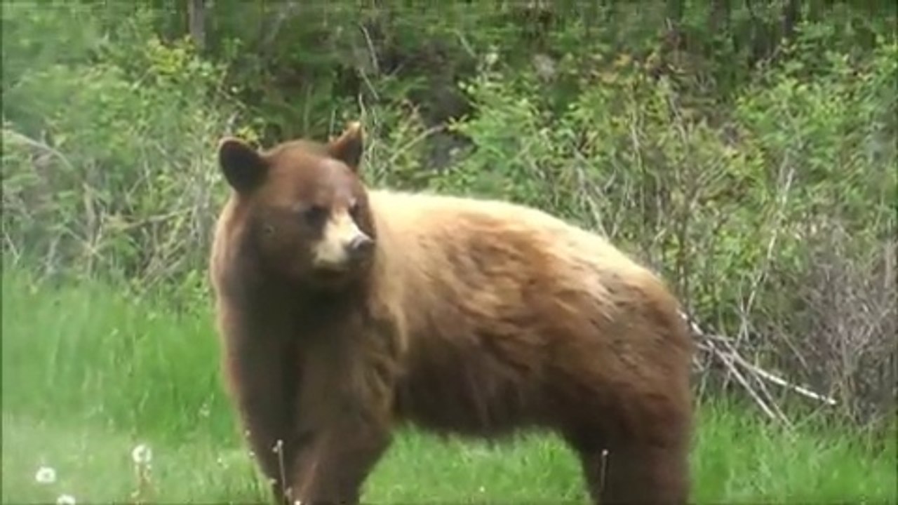 Amazing Animals2