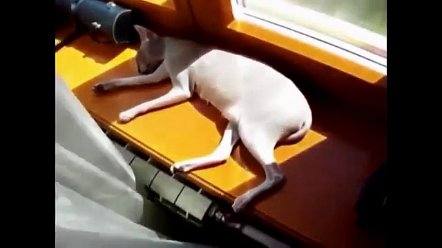 Сборник смешных приколов с животными 2014 новые приколы 2015 лучшие приколы животные