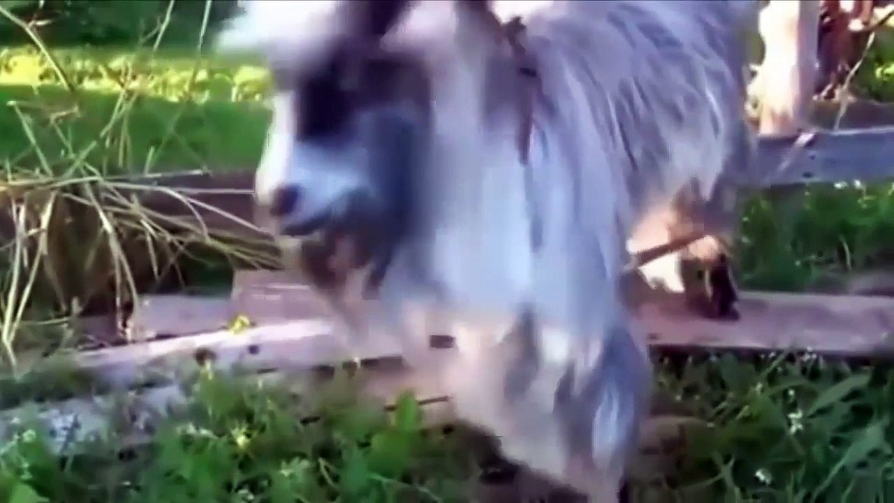 Приколы с животными