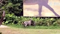 Un employé de zoo attaqué par un zèbre