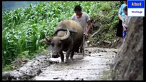Water Buffalo Vietnam  Plouging a Rice Field -Rice Paddy