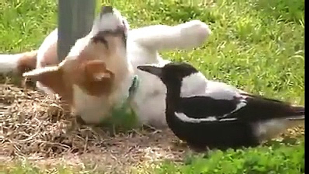 This magpie has forgotten it's a bird! :D
