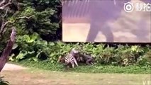 Un zèbre attaque un soigneur du zoo... Violent