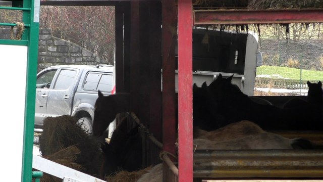 Des chevaux maltraités à Flamisoul