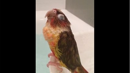 Parrot chilling during shower is the ultimate relaxation!