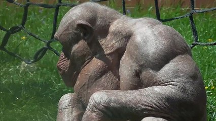 The  fascinating hairless chimpanzees